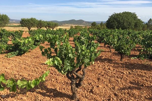 einfuhrung in die spanischen weinanbaugebiete vino alma blog