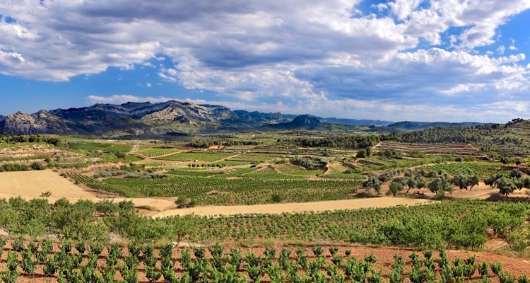 Weinlandschaft in Terra Alta