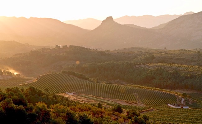 Weinberge Sant Josep Vins nahe Bot