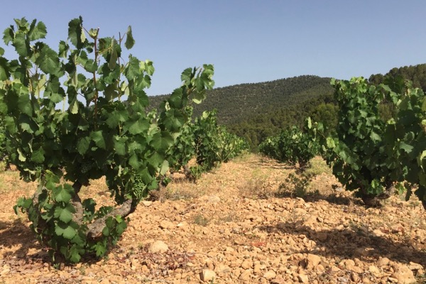 Typisch fürs Gebiet sind alte Monastrell-Reben in Buscherziehung