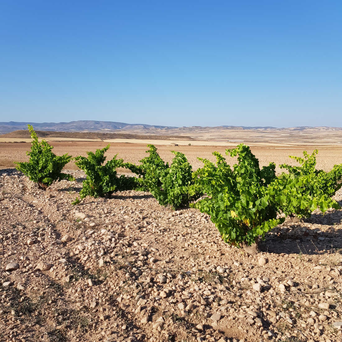 Weinberge in Aragon Bodegas Tempore