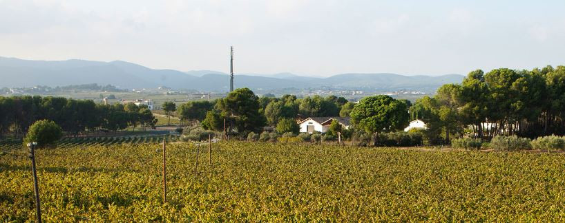 Weinberge Finca Emendis Penedès